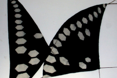 Sailwings